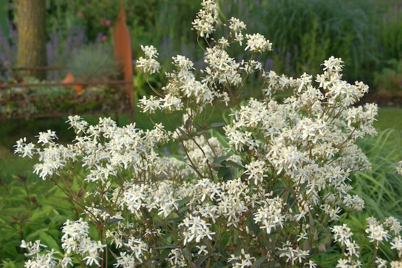 Clematis recta purpurea Blueten
