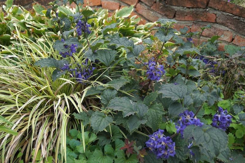 Clematis x tubulosa China Blue 
