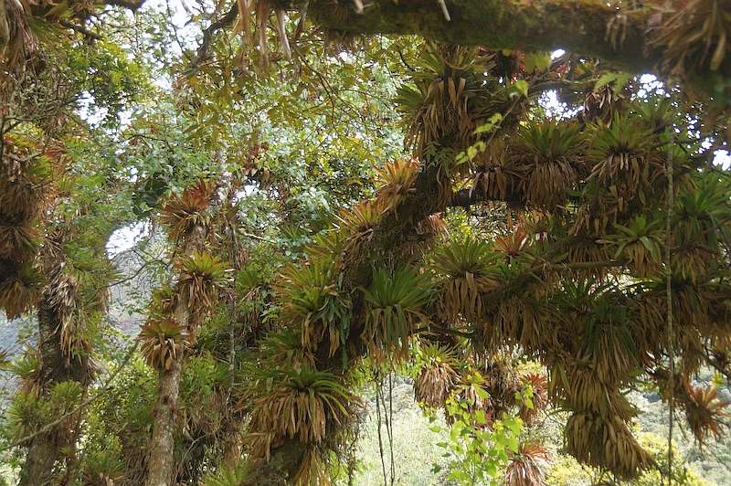 Amazonas Urwald