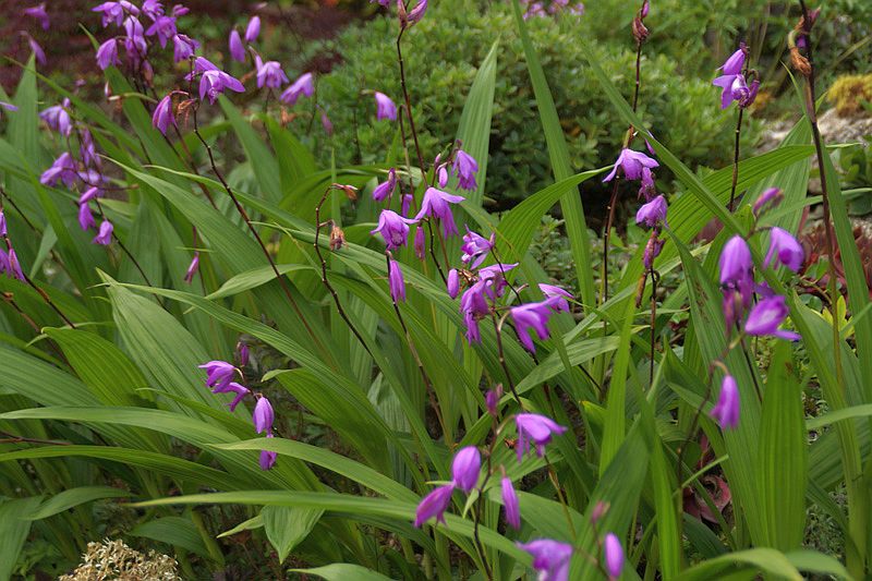 Bletilla striata