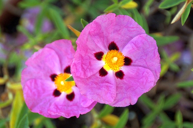 Cistus x purpureus Betty Taudevin