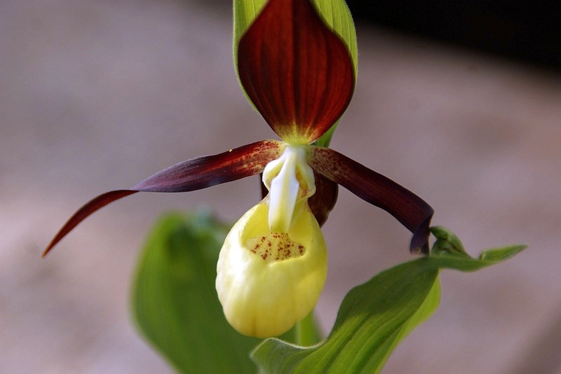 Cypripedium calceolus