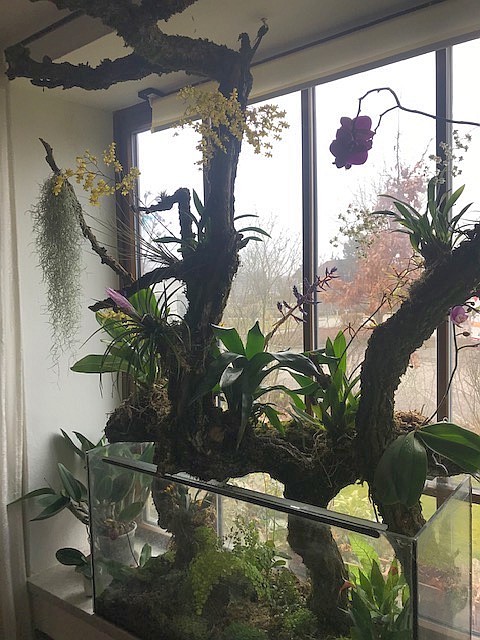 Epiphytenstamm