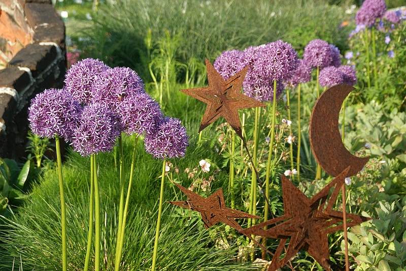 Allium Globemaster