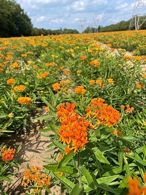 Asclepias tuberosa - Butterfly Weed