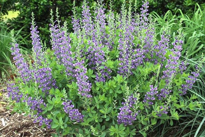 Baptisia australis 'Blueberry Sundae'
