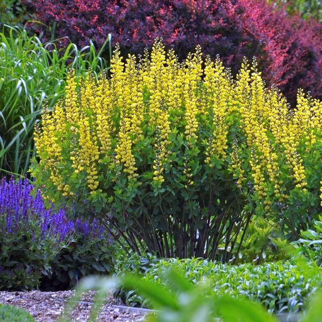 Baptisia australis 'Lemon Meringue'