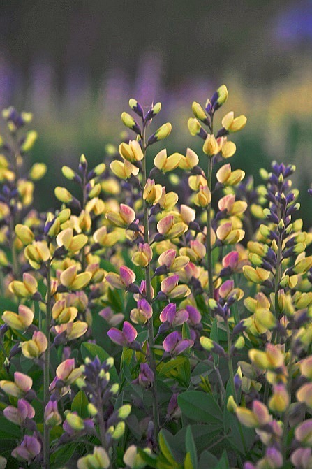 Baptisia australis 'Pink Lemonade'