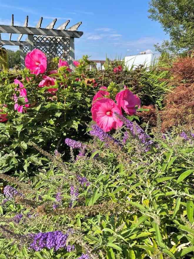 Hibiscus moscheutus 'Candy Crush'