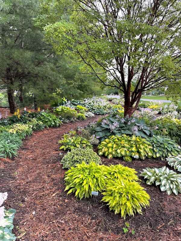 Hosta-Walk