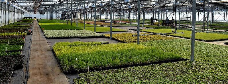 Jungpflanzen im Gewächshaus