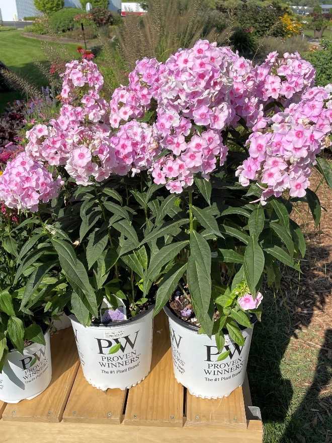 Phlox paniculata 'Opalescence'