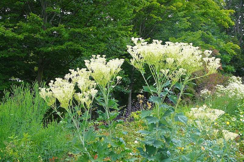 Arnoglossum atriplicifolium syn Cacalia atriplicifolia