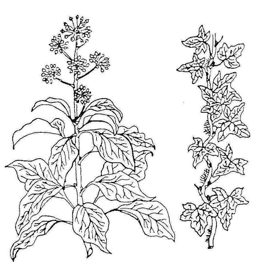 Heterophyllie: Jugendform (r) Altersform mit Früchten (l)