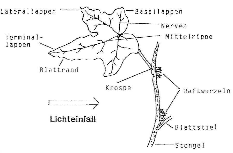 Heterophyllie: Jugendform (r) Altersform mit Früchten (l)