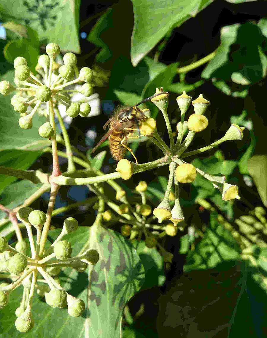 Efeublüte mit Wespe