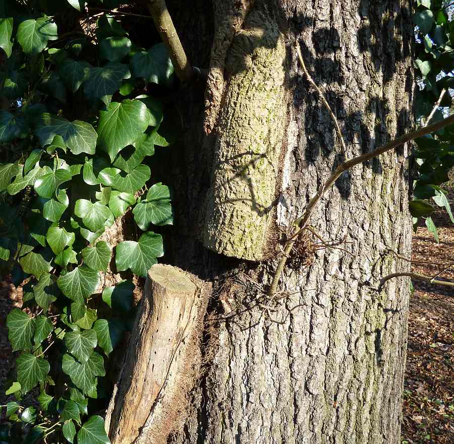 Durchgesägter Efeustamm