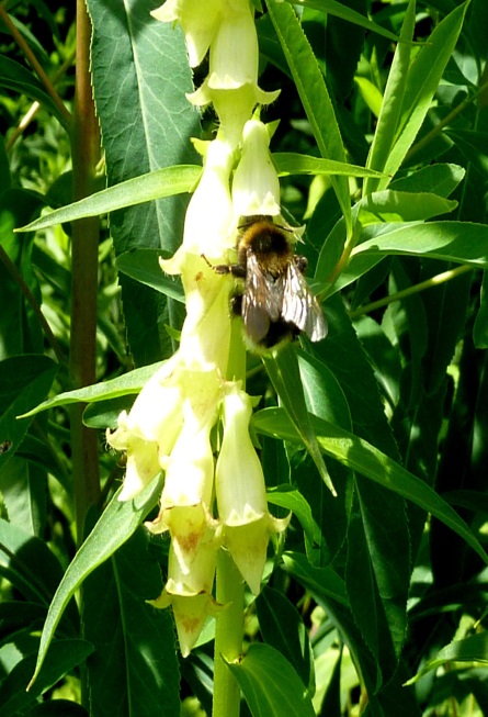 Arbeiterin der Gartenhummel