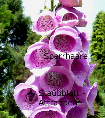 Sperrhaare und Staubblatt-Attrappen