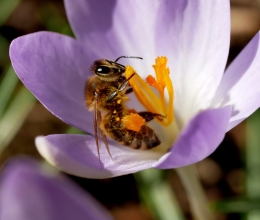 Blütenbesucher in der Krokusblüte
