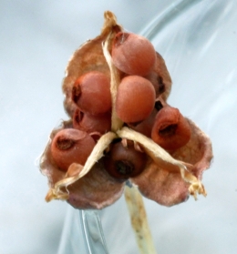 Geöffnete Fruchkapsel