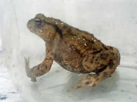 Kein Froschkoenig