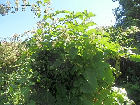 Japanischer Wildspargel