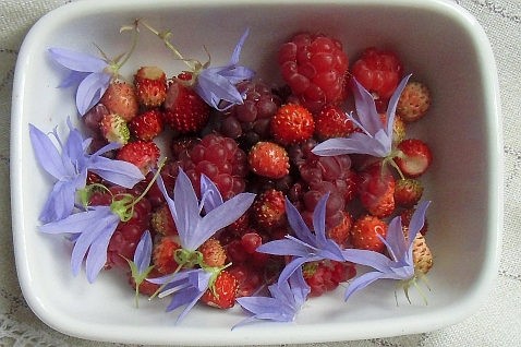 Walderdbeeren