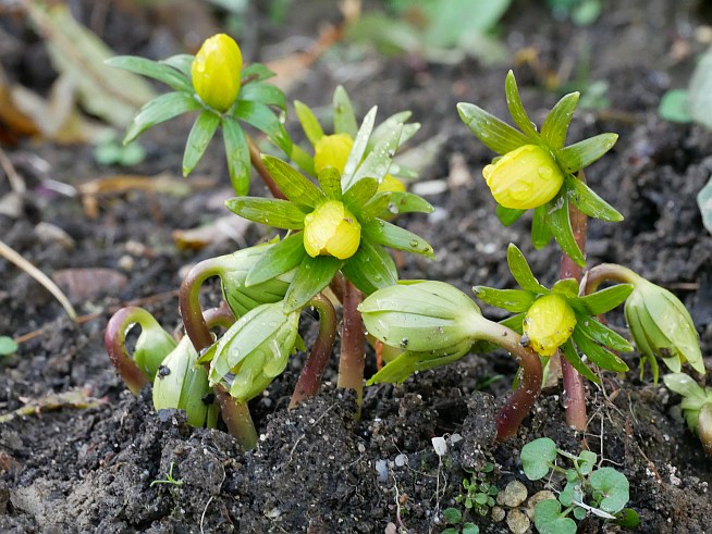 Eranthis hyemalis 'Winterzauber'