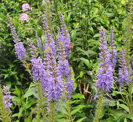 Veronica longifolia