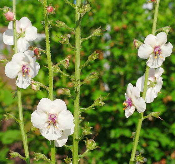 Verbascum blattaria f albiflorum